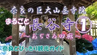 【長谷寺】まるごと長谷寺PART①。あじさい回廊。平安時代から長谷詣として人気の巨大山岳寺院をあじさいの季節に隅からすみまでご案内。花の寺長谷寺の魅力　奈良とびっきり観光ガイド【あじさい】