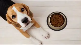 Why Do Beagles Eat So Much?