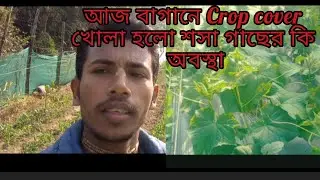আজ বাগানের crop cover খোলা হলো 15 January 2026