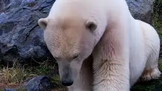 Polar bears take over abandoned Russian Arctic research station | REUTERS