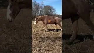 #horse #animallovers #usahorse #uk #horserescue #helphorse #rescue #animallovers #animalrescue