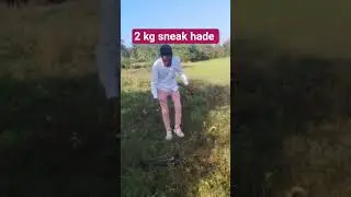 😱2 kg sneak hade fish catch #youtubeshorts #frogfishing#sneakhadefiahing