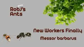 My Messor Barbarus Colony Gets New Workers Finally!
