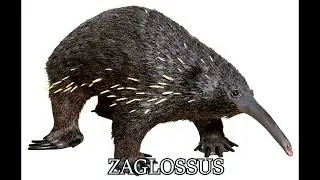 Zaglossus