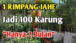 Cara Mudah Memperbanyak Bibit Jahe | 1 Rimpang Jadi 100 Karung Dalam 2 Bulan| Jejak Si Bos
