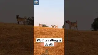 Wolf Attacks the Wrong Pack &ndash; Kangal Dog&rsquo;s Savage
