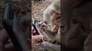 😲monkeys reaction on mobile|must watch🤣#shorts #monkeys