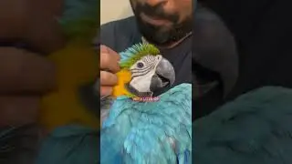 FREE FLIGHT MACAW TRAINING | #parrot #macaw #exoticpets #freeflightparrot  #ShaikhTanveer