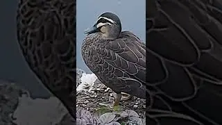 Pacific Black Duck
