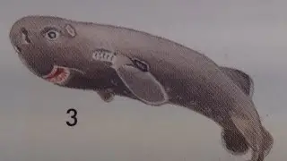 How To Draw an American Pocket Shark