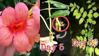 Best way to Grow Tecoma(trumphet bell) from cuttings ||Tecoma Plant care