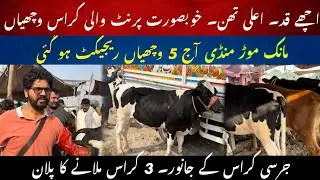 Best printed crossbred heifers II Jersey cross best manuk mor mandi heifers