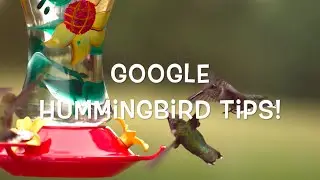 Google Hummingbird Update Tips for a Post Hummingbird World | Dallas Search Engine Academy