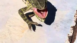 Chameleon very angry [HD]