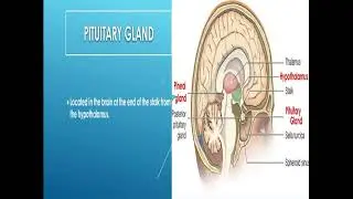 2023 11 14 10 53  endocrine system recording 1 8e5f6cc4 f45b 47c9 a7bb 612f05f9803b recording