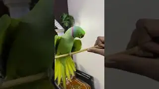 Ringneck Talking parrot 🥇