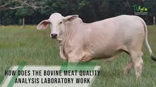 How does the bovine meat quality analysis laboratory work - TvAgro By Juan Gonzalo Angel