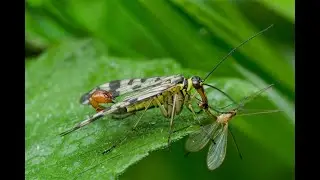 The Common Scorpionfly