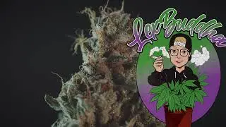 Seed to Harvest Series - Setting up an Indoor Grow Tent - AC Infinity 5x5 Grow System