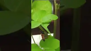 Leaf cutter bee #science#sciencefacts#ytshorts#subscribe