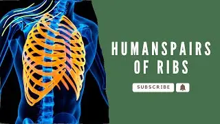 How many pairs of ribs do humans have?
