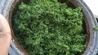 CASSAVA LEAVES WITH GARLIC EASY RECIPE