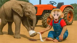 Monkey NaNa  Farmer Helps Injured Elephant 🐘🐒 | Heartwarming Rescue at CoCo Farm