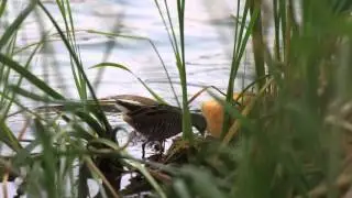 Polluela sora