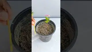 Sadabahar ka Paudha Cutting se Lagaye #sadabahar #terracegarden #shorts #plants