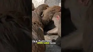 Baboons Unleashed  Survival, Drama, and Resilience