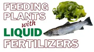 Feed your Container Plants With Liquid Organic Fertilizer | Fertilizing Your Vegetable Garden