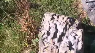GYUX Tanzaver