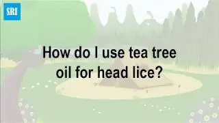 How do I use tea tree oil for head lice