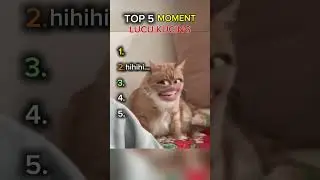 Top 5 funny cat moments #rankingshorts #topfunnymoments #shortvideo #top5cats #kucinglucu #catcore #