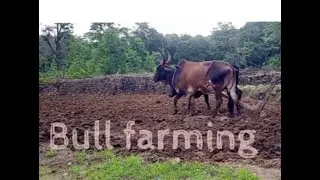 Rice farming with traditional method using bull/cow