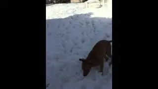 Just a pit bull playing whit the snow