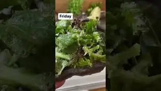 A week of bearded dragon salads. She eats better than most humans.