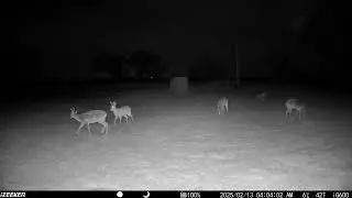 Night time video example from iZeeker iG600 Trail Camera