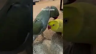 Parrot core😅He gets jealous🥹 #living_life #animals #viralvideo #cute #pqrrot #horts
