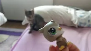 Minişler kedimi gösteriyorum