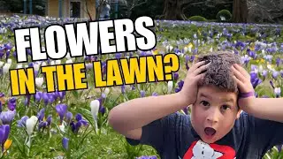 Planting Crocus in the Lawn! | Early Spring Magic with Andrew 🌱   