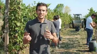 Vita in Vendemmia // Le diverse tipologie