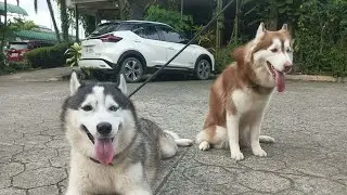 Husky Shedding Stage🐺❤️