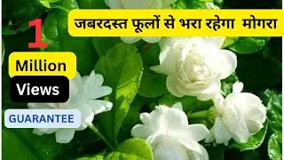 अगर इस तरीके से करेंगे मोगरे की केयर तो हो ही नहीं सकता कि फूल ना आए /Mogra plant full care video.