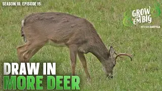 Draw More Deer to Your Property