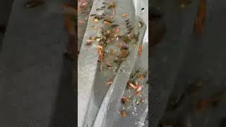 구슬바사 치어 선별준비중