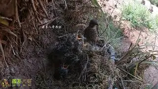 The cuckoo is still struggling on the food and clothing line杜鹃鸟还在温饱线上挣扎，别的小鸟已经开始练习拍打翅膀