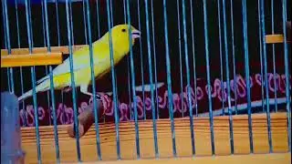 Russian Canery birds singing so beautiful 