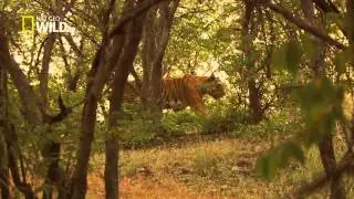 Tiger Queen 720p 1/4