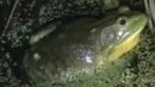 Bull Frog Calling -  Rana catesbeiana